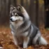 Alena Wedderburn’s Guide to Pomskies: Everything You Need to Know