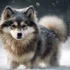 Do Pomskies Get Big? Understanding The Size And Appearance Of This Adorable Mix