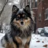 Alimentation Pomsky: Nutrition and Supplements for a Healthy Pomsky Diet