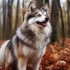 All About Pomskies: From Personality Traits to Breeding Standards