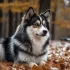 Alimentation Pomsky: Nutrition and Supplements for a Healthy Pomsky Diet