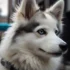 Pomsky Price Guide: How Much Does A Pomsky Cost?