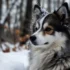Are Pomskies Expensive? Understanding The Cost Of Owning A Pomsky