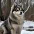 All White Full Grown Pomskies: Appearance and Size