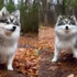 Blue Merle Pomsky Full Grown: An Overview Of Size And Appearance