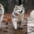 All White Full Grown Pomskies: Appearance and Size