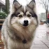 Aussie Pomskies: Everything You Need To Know About This Adorable Mix