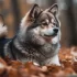 All White Pomsky Shih Tzu: A Guide to This Rare Hybrid Breed