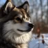 10 Adorable Instagram Pomskies You Need to Follow