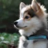 FAQs about Pomsky Husky