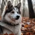Allevamento Pomsky: The Ultimate Guide to Raising Healthy and Happy Pomskies