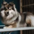 FAQs about Pomsky for Adoption
