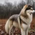 Alpine Pomsky: Size, Appearance, and Personality Traits of this Adorable Mix Breed
