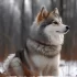 Alpha Pomsky Puppies: Finding Your Perfect Companion