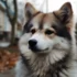 Pomsky Miniature: Size, Appearance, And Breeding Standards