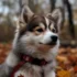 The Average Cost Of A Pomsky: What You Need To Know