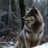 American Pomsky Association: Your Guide to the Best Pomsky Breeders and Community