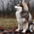 American Pomsky Kennel Club Achieves Nonprofit Status