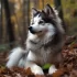 American Pomsky Club: The Ultimate Resource for Pomsky Breeders and Owners