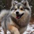 Pomsky Mini Size: What You Need To Know Before Choosing A Petite Pomsky