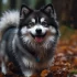 The Unique American Eskimos and Pomsky Mix: Characteristics and Traits