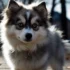 Big Sky Pomskies: A Guide To The Adorable And Unique Designer Breed