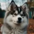 Discover the Adorable Anjing Pomsky: Size, Appearance and Personality Traits