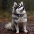 AMS Huskies and Pomskies: Your Guide to the Perfect Pomsky Puppy