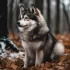 Congratulations Amy Monical on Your New Pomsky: A Guide to Understanding the Pomsky Personality Traits