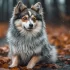 Dealing with an Angry Pomsky: Tips and Tricks to Calm Your Furry Friend
