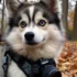 Breeding Pomskies: A Comprehensive Guide