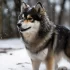 Annual Check Up for Pomsky Dogs: Why It’s Important