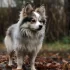 Animal Rescue Canada Pomsky – Tips for Adopting a Pomsky