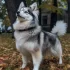 Apex Pomskies AZ: Your Guide to Finding the Perfect Pomsky Breeder