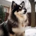 Apex Pomskies Prices: How Much Does a Pomsky Cost?