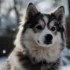 Discover the Adorable Anjing Pomsky: Size, Appearance and Personality Traits