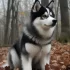 Apex Pomskies for Sale UK – Your Guide to Finding the Perfect Pomsky Companion