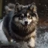 Everything You Need to Know About Full Grown Apex Pomskies