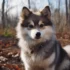 Foxy Pomskies For Sale: How To Find Your Perfect Companion