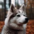 Greenfield Puppies Pomsky – Your Ultimate Guide To Pomsky Mixes