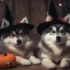 7 Weeks Old Pomsky Puppies So Cute And Energetic!
