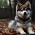 Pomsky Mini Adulto: Everything You Need To Know About This Adorable Hybrid Breed