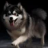 Pomsky Puppies For Sale In Houston: Find Your Furry Friend Today