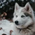 The Average Cost Of A Pomsky: What You Need To Know