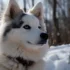 Pomsky Full Grown: Understanding Size And Appearance
