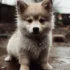 Pomsky Size And Appearance: Understanding The Full Grown Pomchi Teacup Pomsky Mix