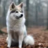 Find Pomskies Near You: Tips For Locating A Reputable Breeder