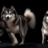Canadian Pomskies: A Guide To Understanding Their Temperament And Behavior