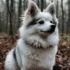 White Pomsky Puppies: The Ultimate Guide To Understanding This Adorable Breed