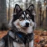 Mini Pomsky Puppies For Sale Near Me: Find Your Perfect Companion
